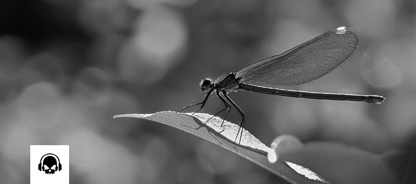Song of the Moment LI: Coheed and Cambria’s “God Send Conspirator”